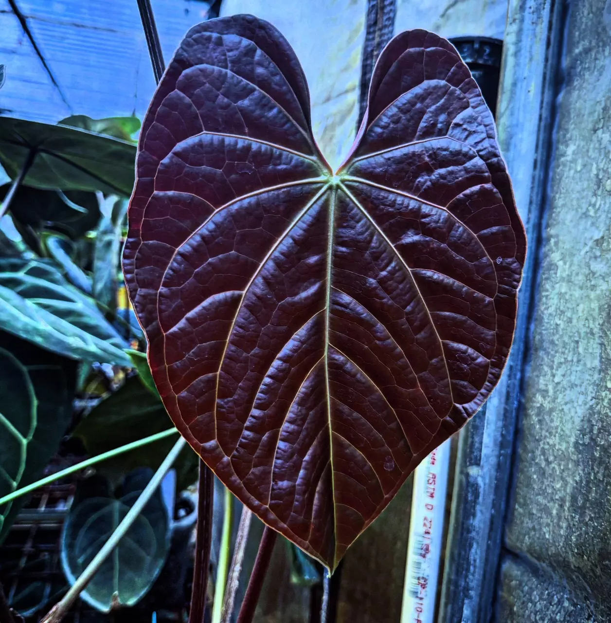 Anthurium sale