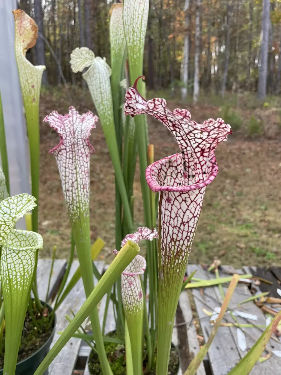 Large Sarracenia for sale 6”, 8” & 12” Pots