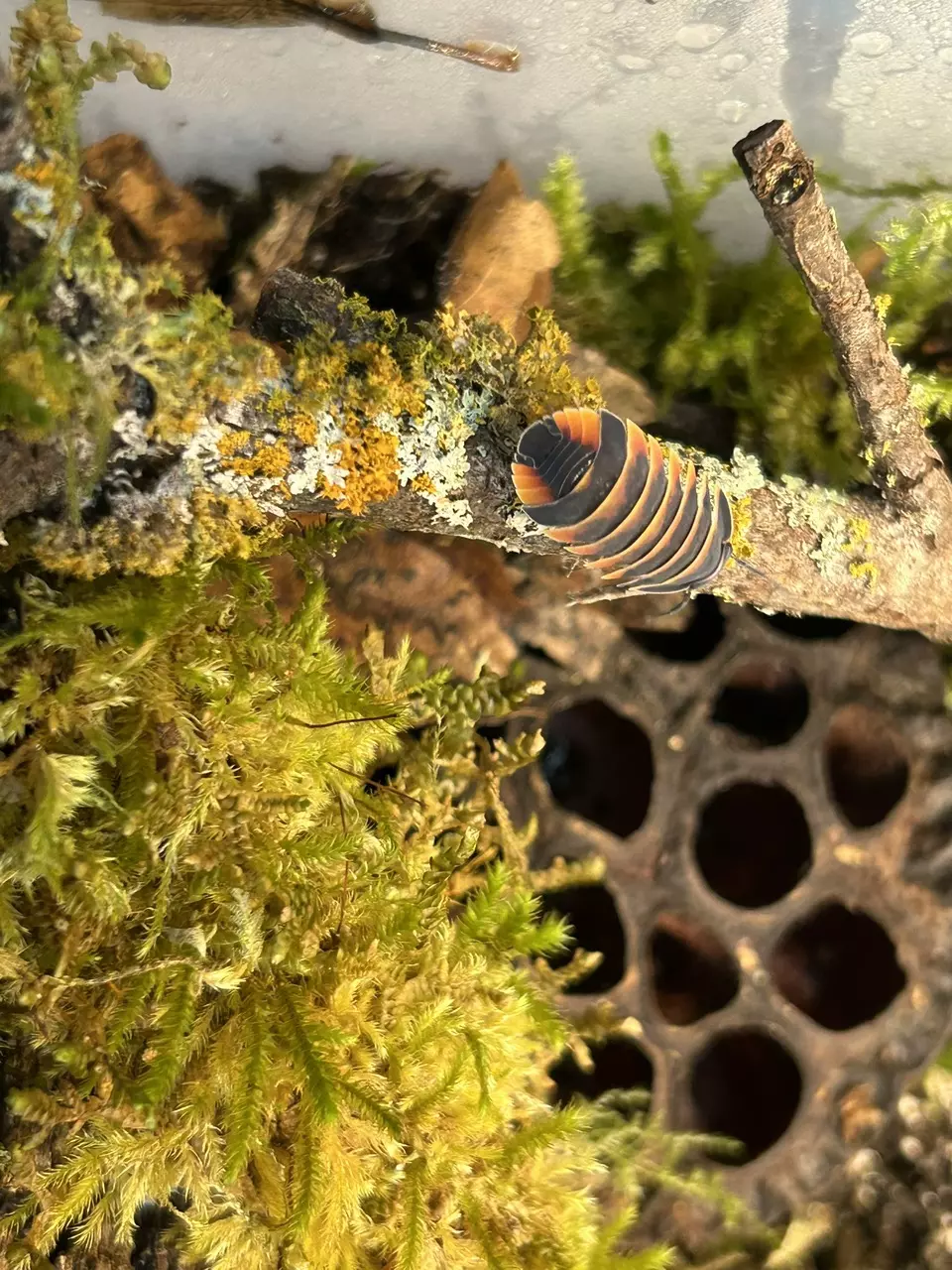 Isopods, springtails, and millipedes, and lots more!