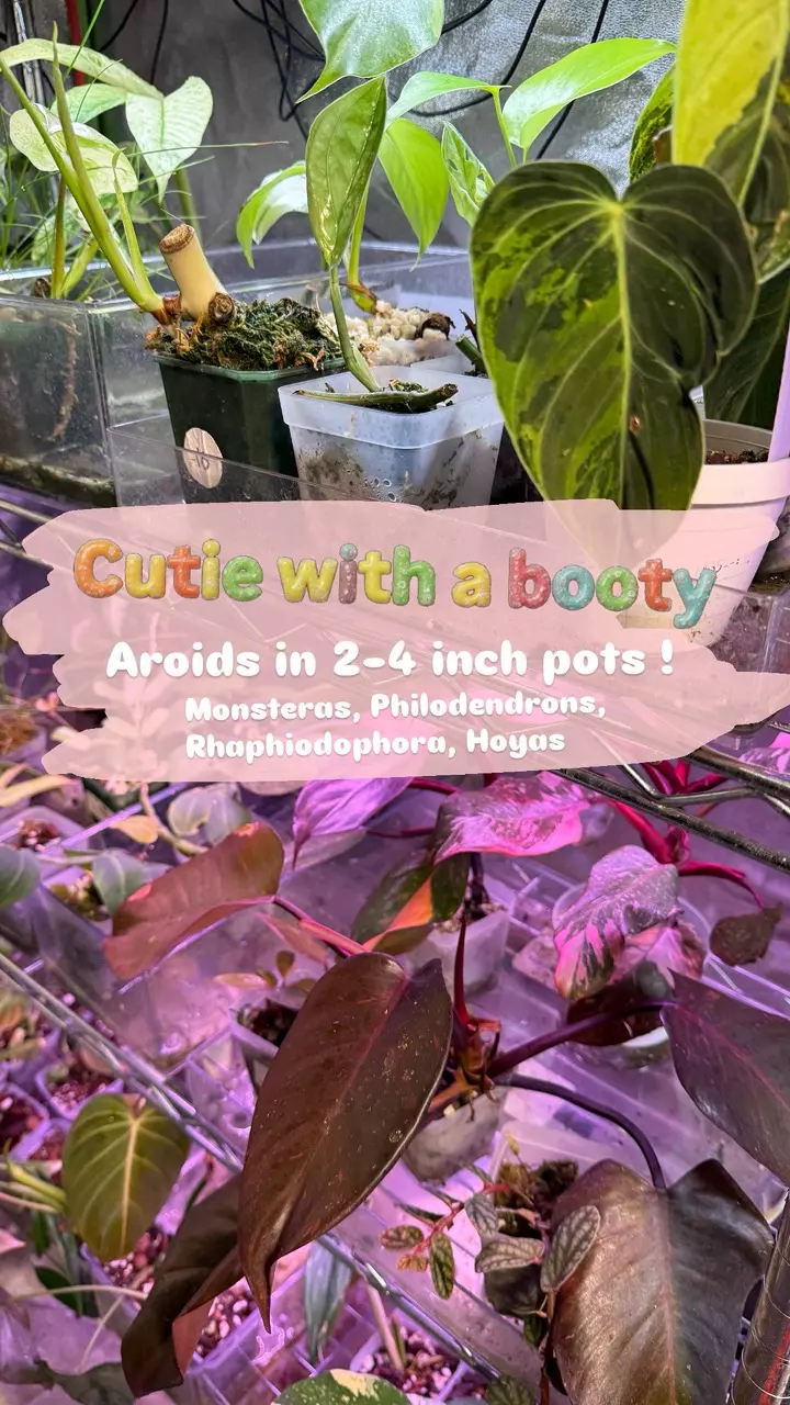 Cutie with a booty - Aroids + Hoyas in 2-4 inch pots