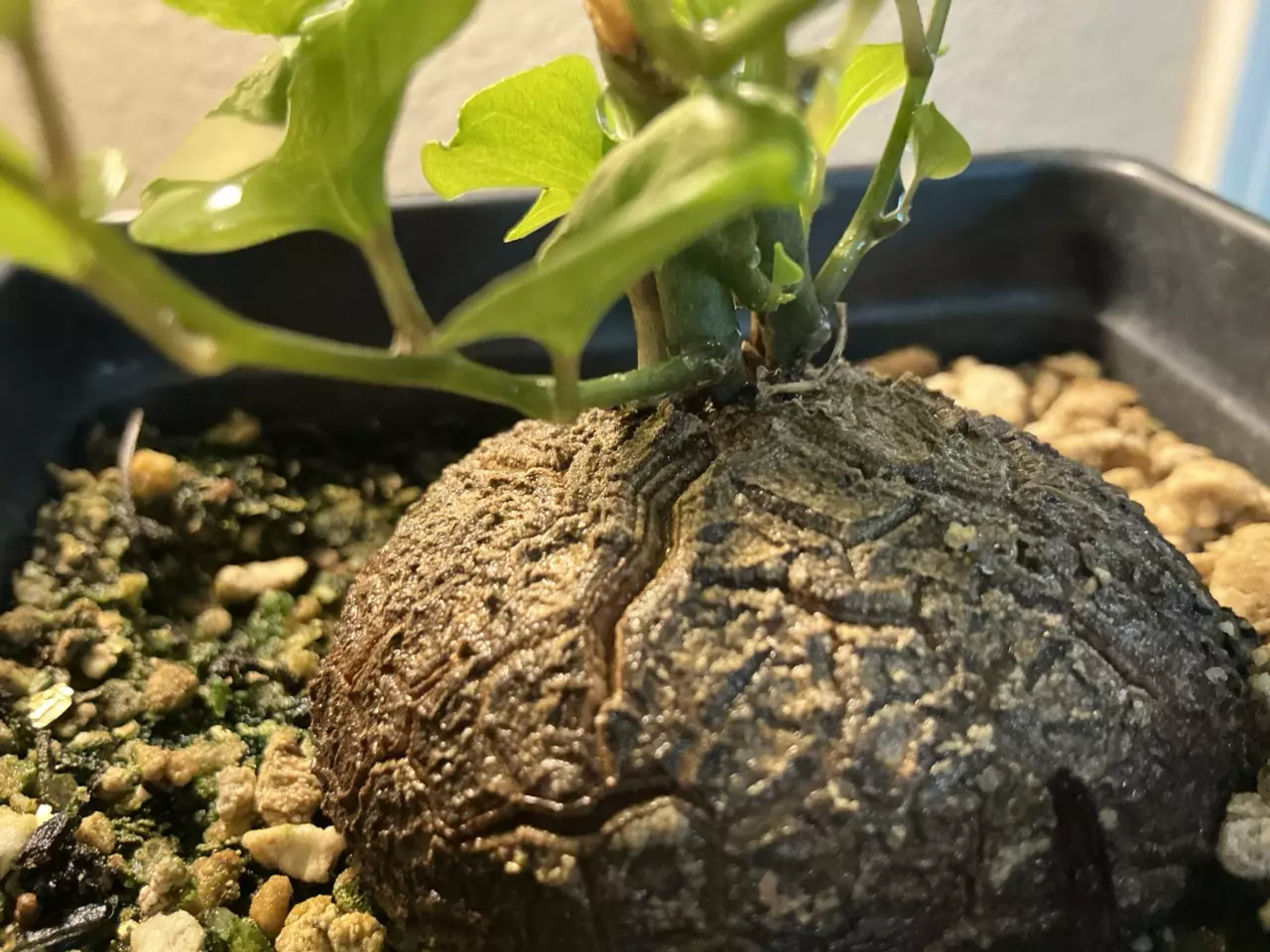 The RAREST cacti, succulent and bonsai!