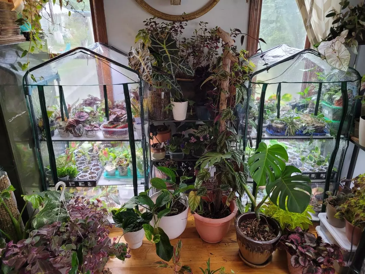 Houseplants 2-4", Corms, cuttings and more. Coupon Inside!