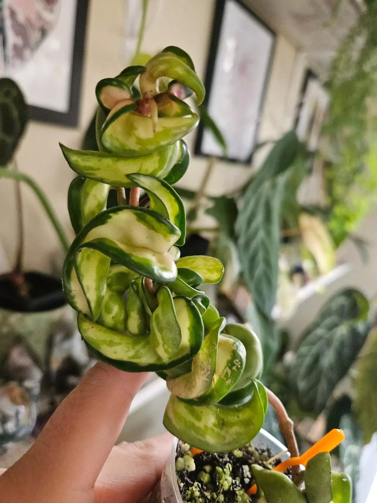 Hoyas on a budget! Discounted gems 💎 ✨️