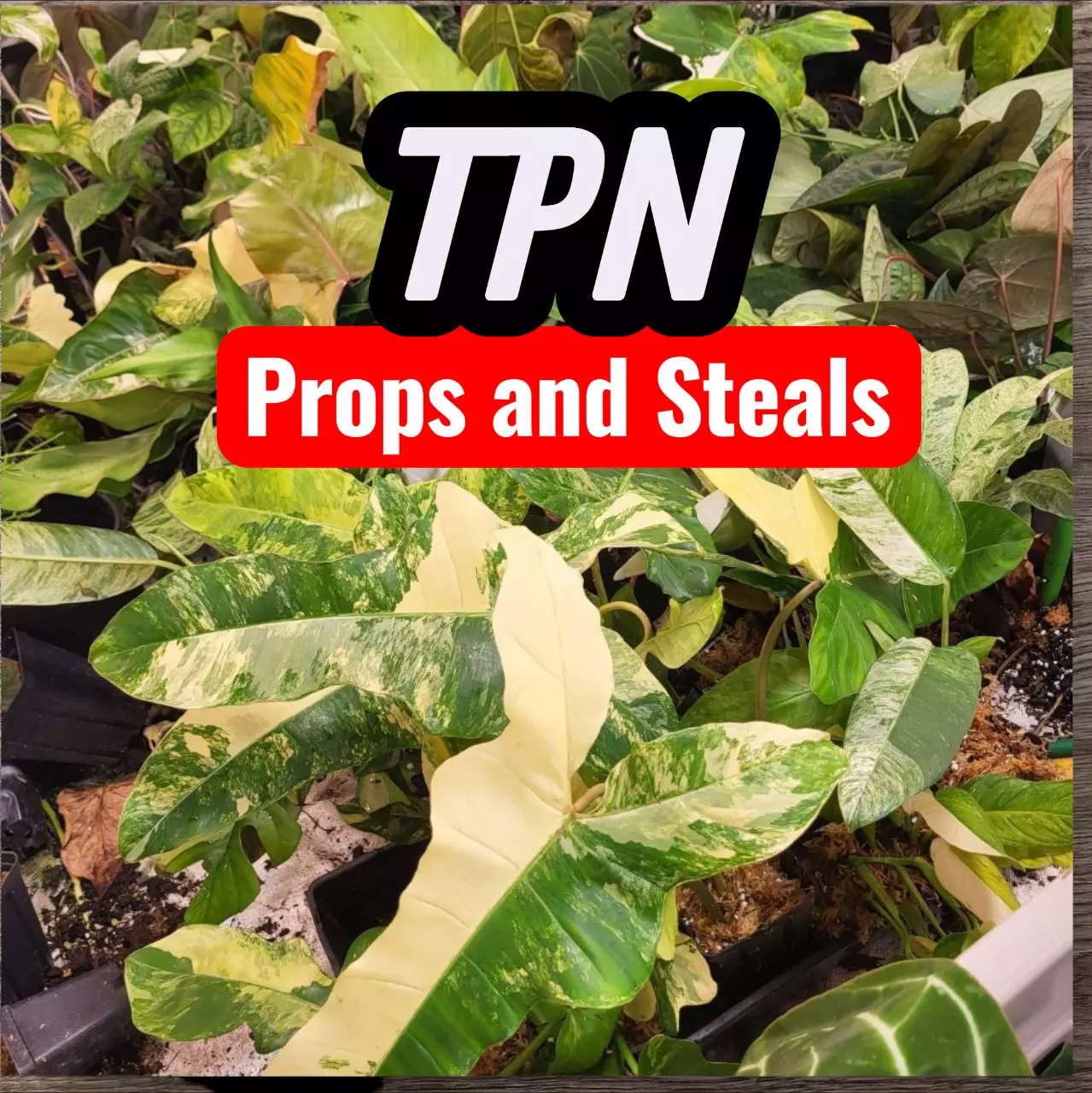 SUNDAY STEALS $5 STARTS