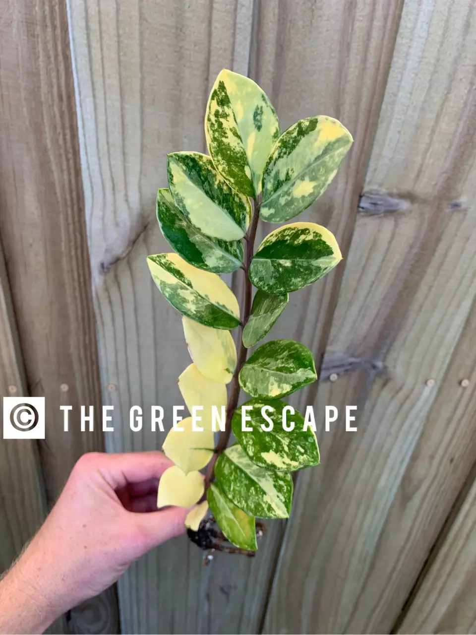 plant/Variegated zz starter plant growers choice-0