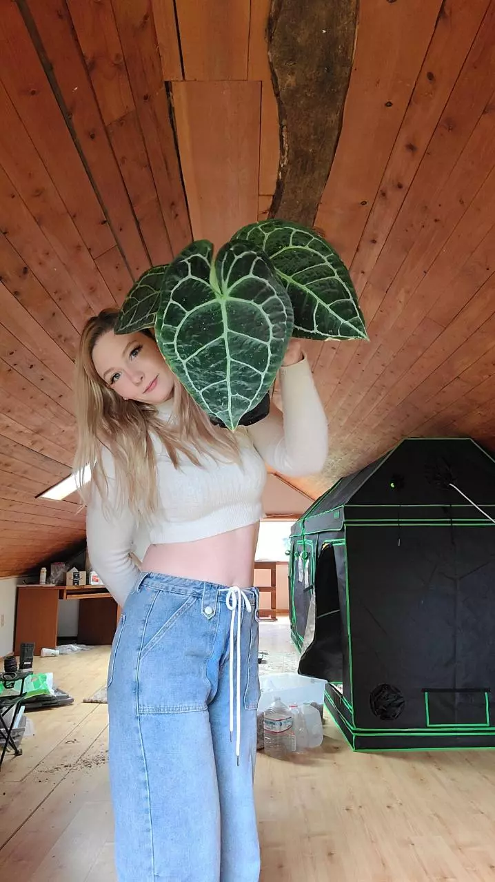 Anthurium hangout testing live