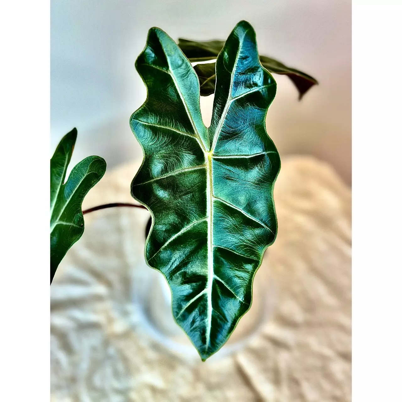 $1 START GREEN SNOW MONSTERA TC!