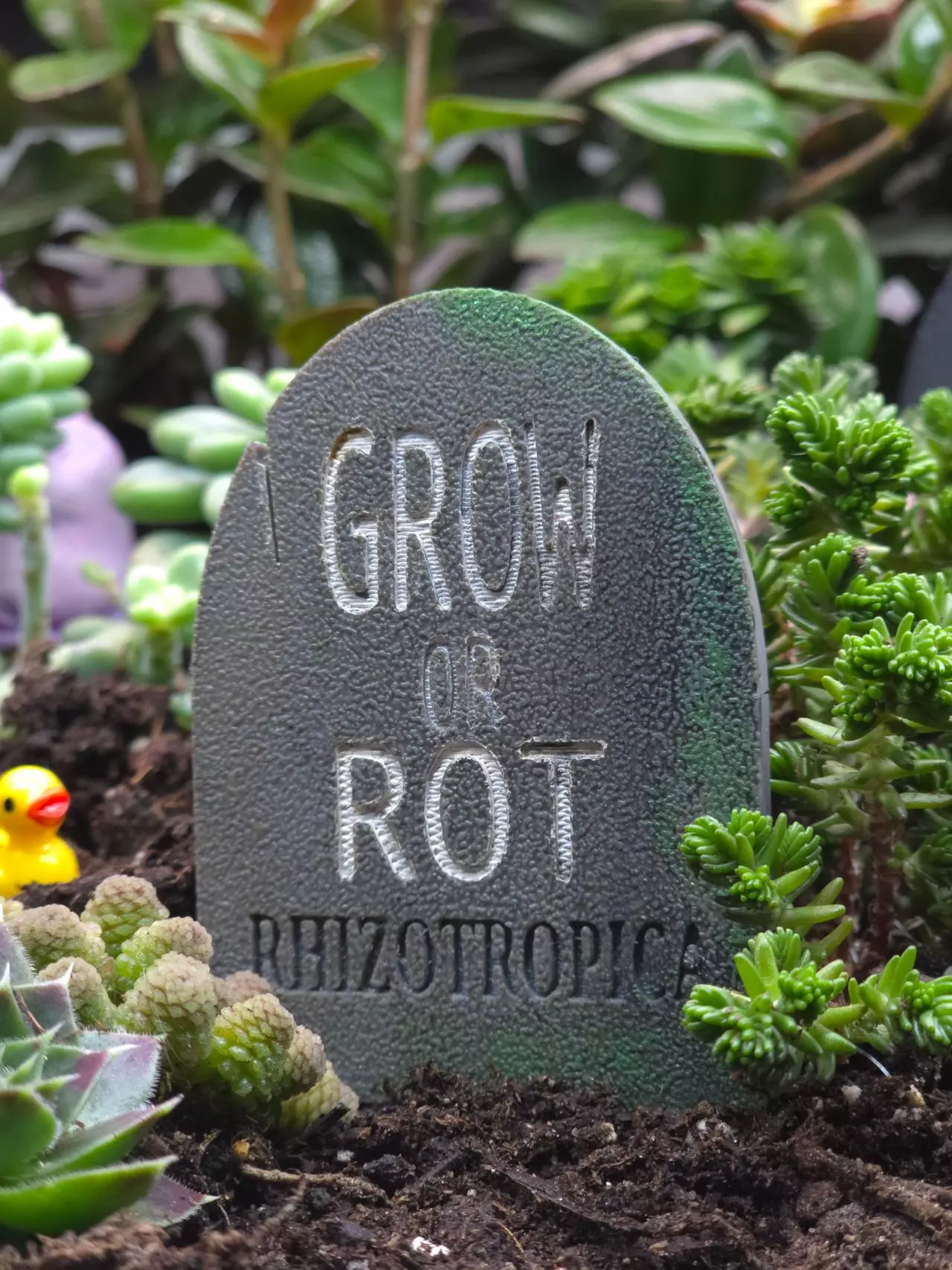 Grow or Rot LIVE: Its just me against these plants