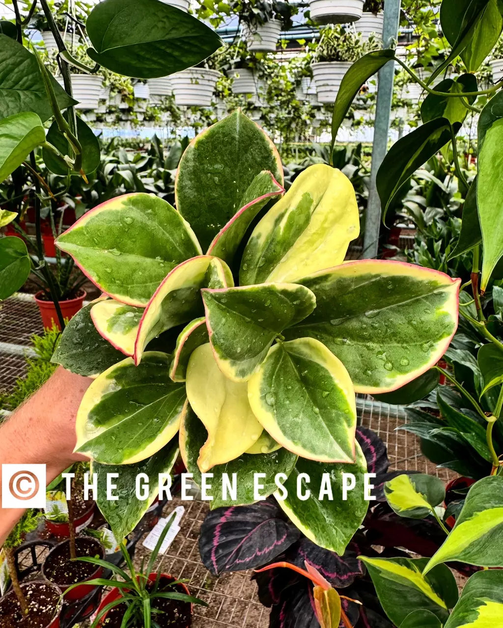 Lindsay’s dropping $1 auctions , come get a bargain!!!!