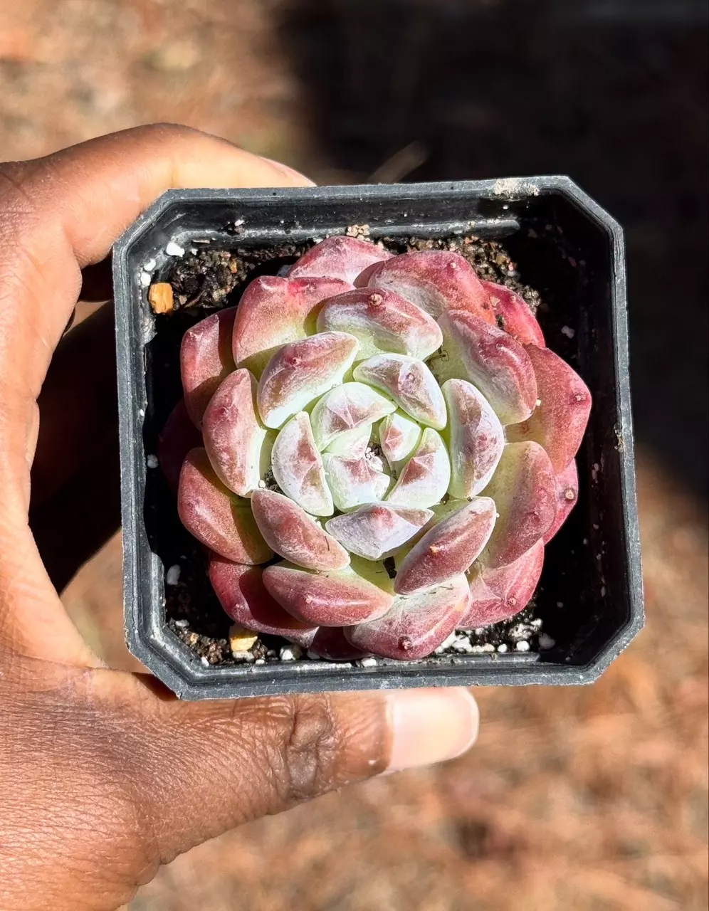 Succulent Sundays!