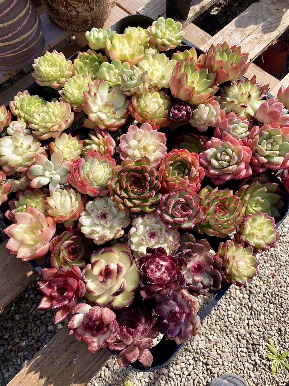 Korean succulent sale 🫶🏻🌱