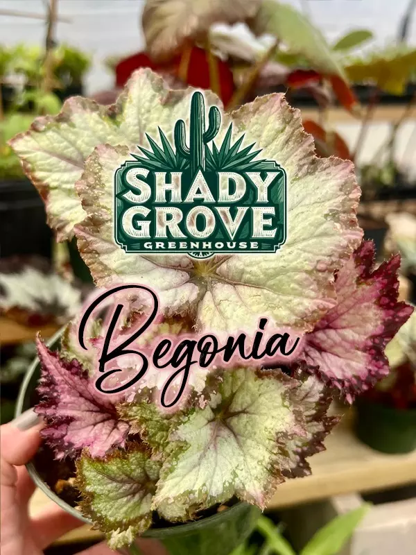 African Violets & Begonia LIVE! Early Bird Savings! Givvies!