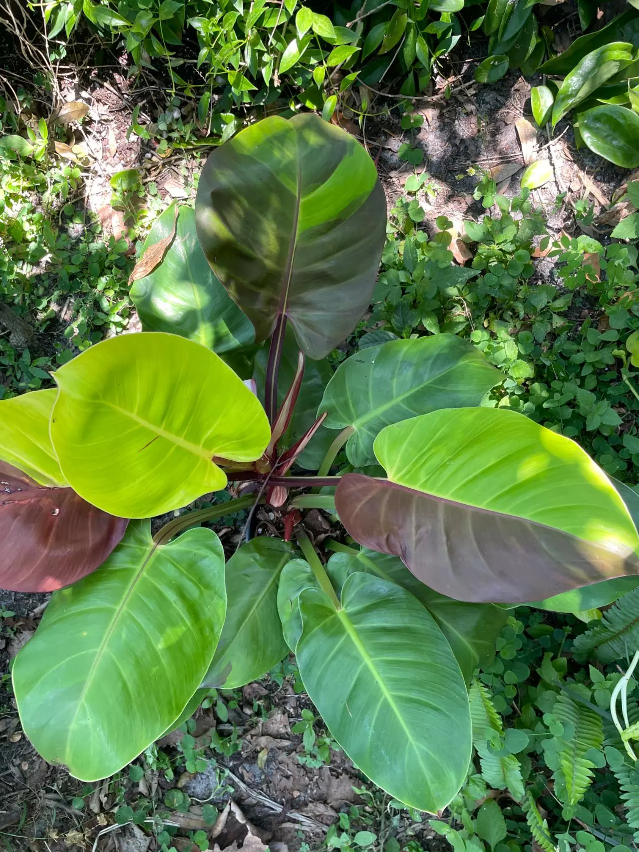 Come spin the wheel and get an amazing plant. $1 starts.