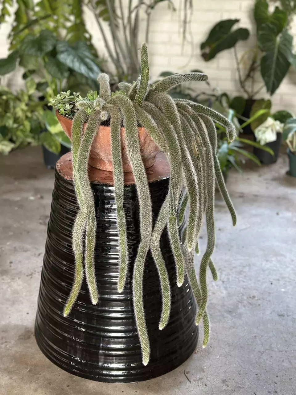 Rhipsalis (hanging cacti) & Hoya LIVE!