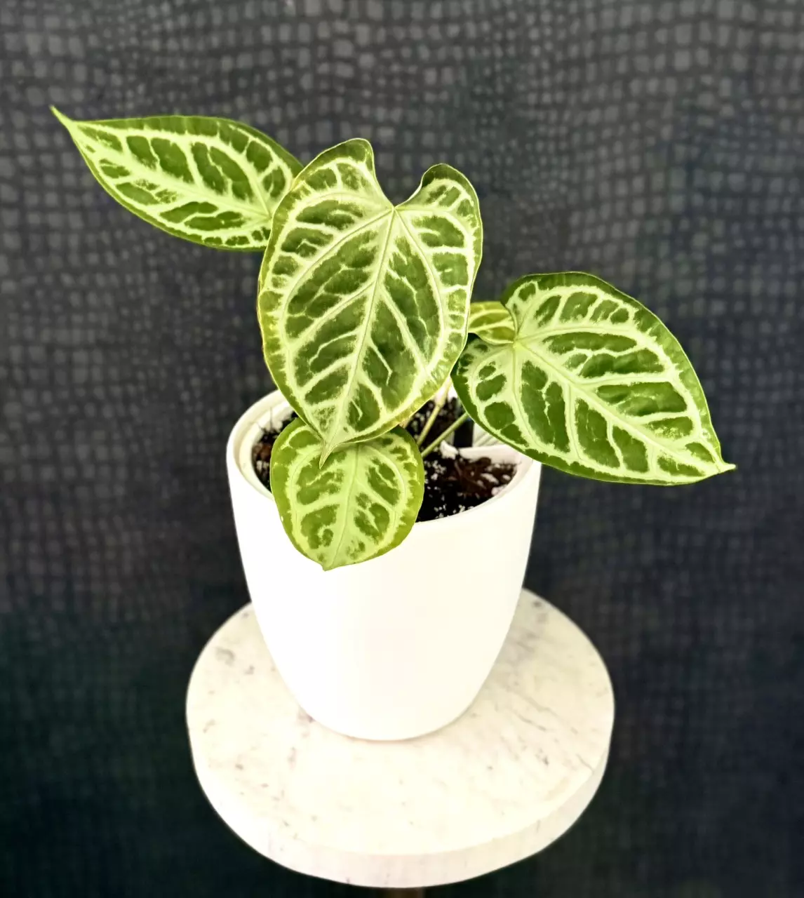 Alo and anthurium mass with Tri and Floyd!