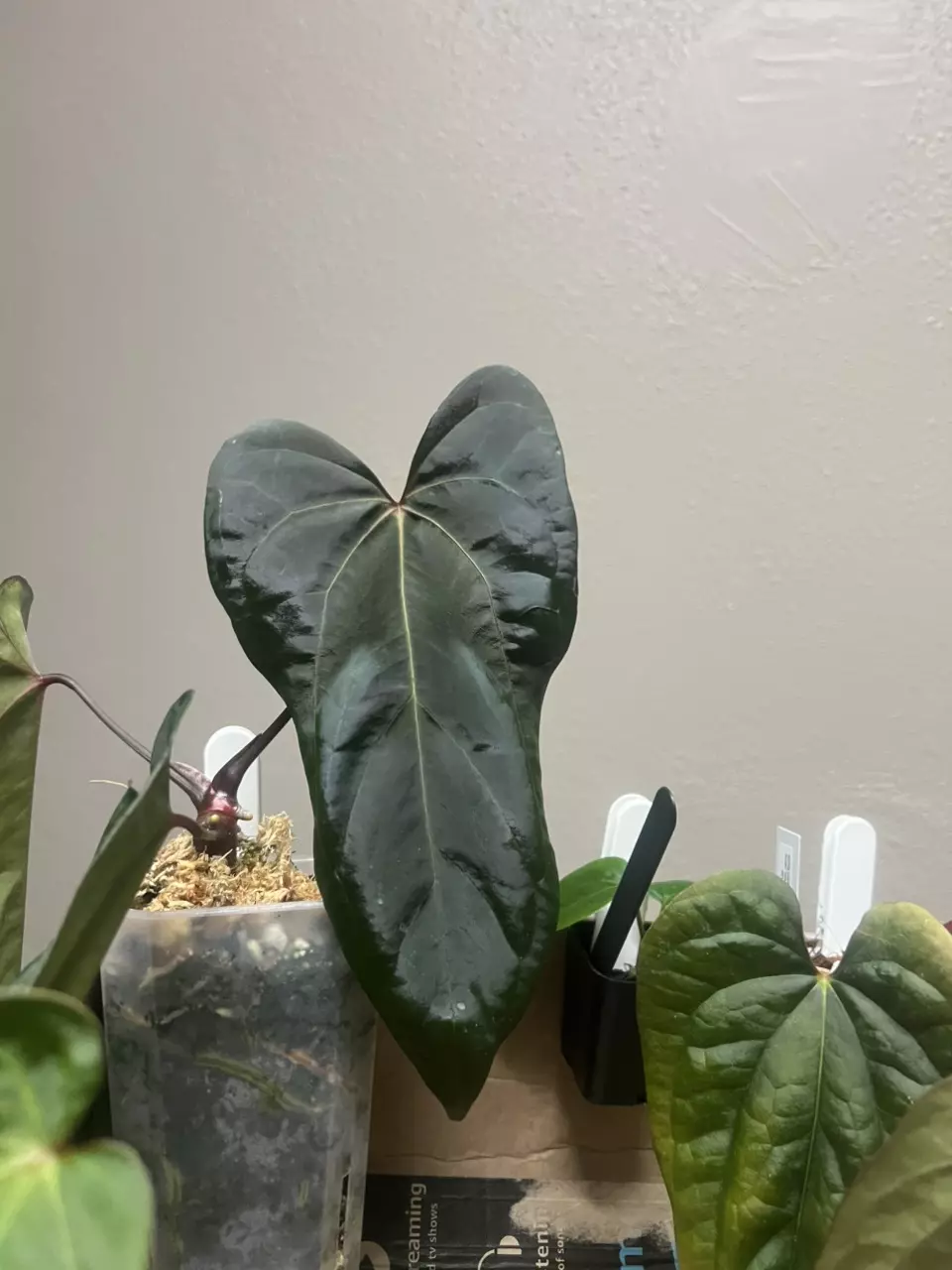 anthurium, alocasia, philodendron, oh my! 😱