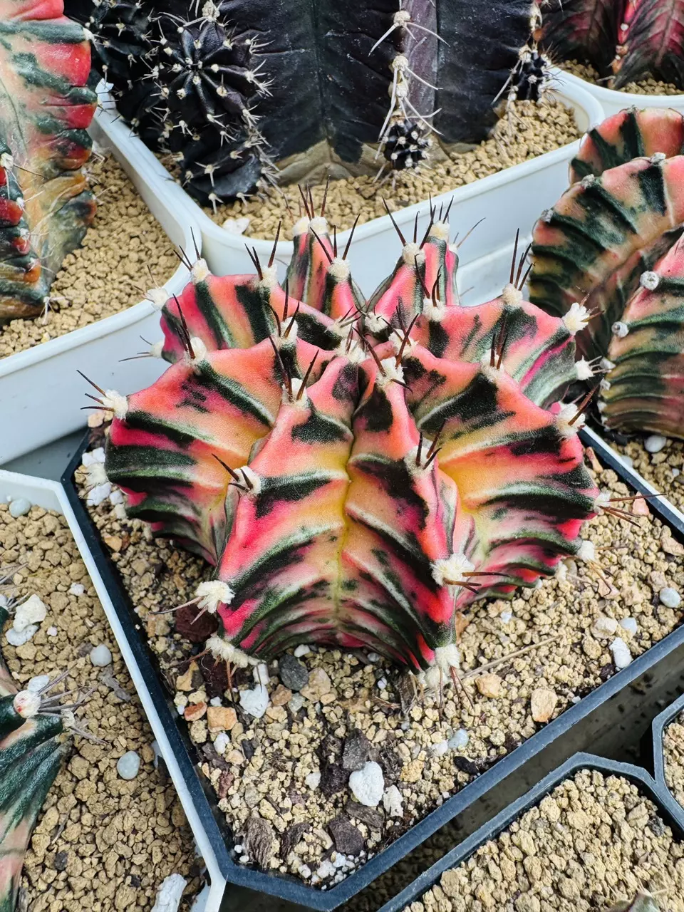 Colorful cactus new shipment 🌵 🌺 🌼