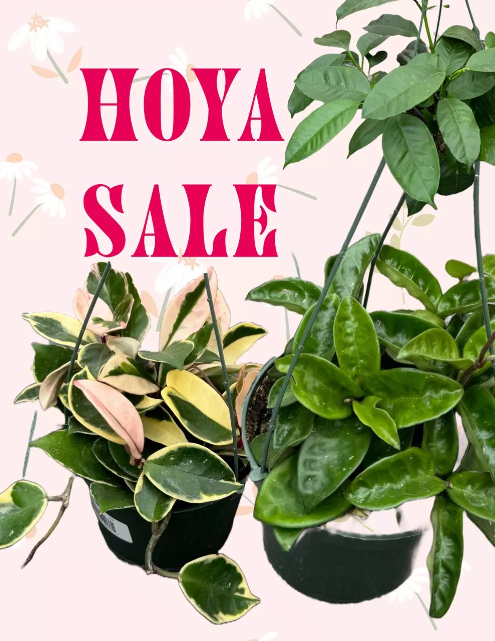 Hoyas! Linearis, Polyneura & more!
