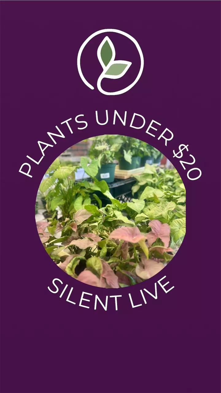 PLANTS UNDER $20‼️ — pop-up silent live👀