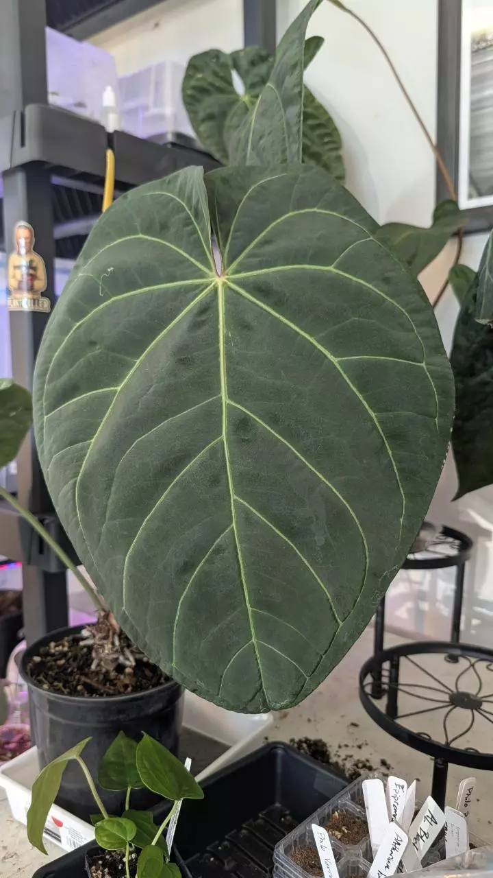 🐌 Hang with the snail while I repot some seedlings