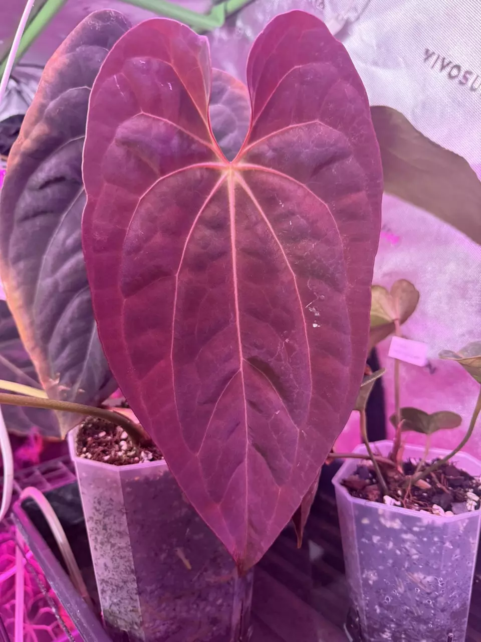 Sunday morning mass with Tri