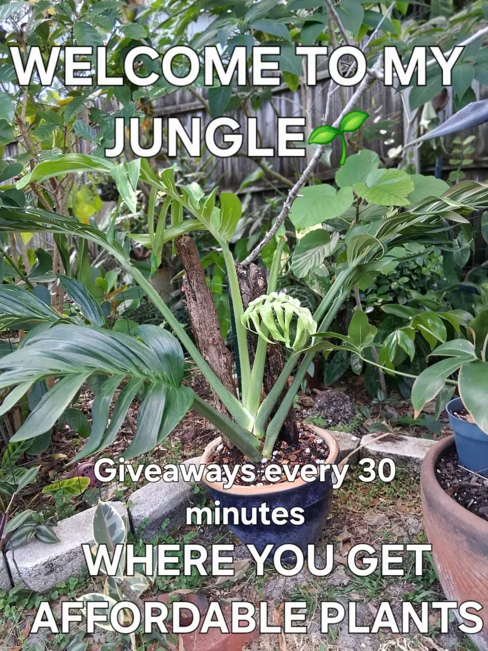 I'm here to fulfill your Sunday plant craving!!