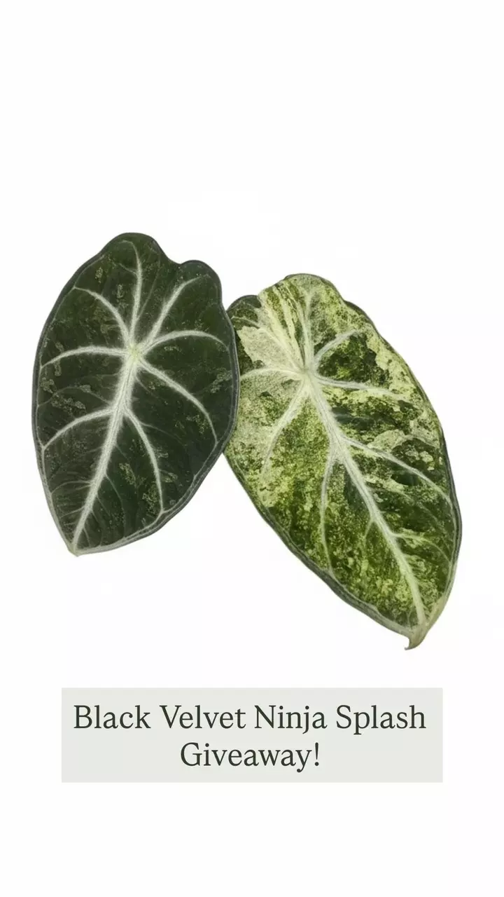 Pack the Live & Watch $1 Starts Roll In!