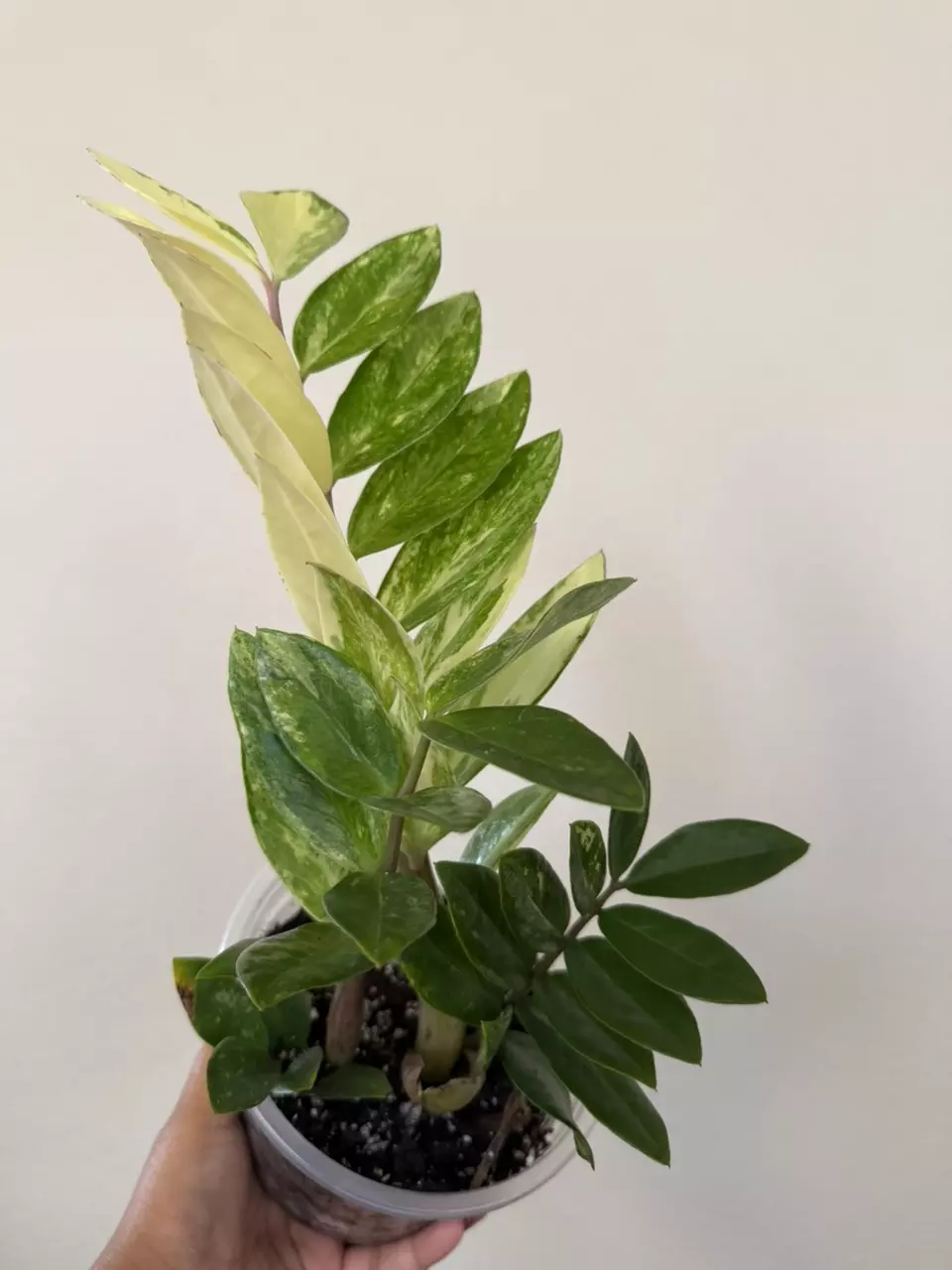 New stock! Rare Plants 🪴 💚