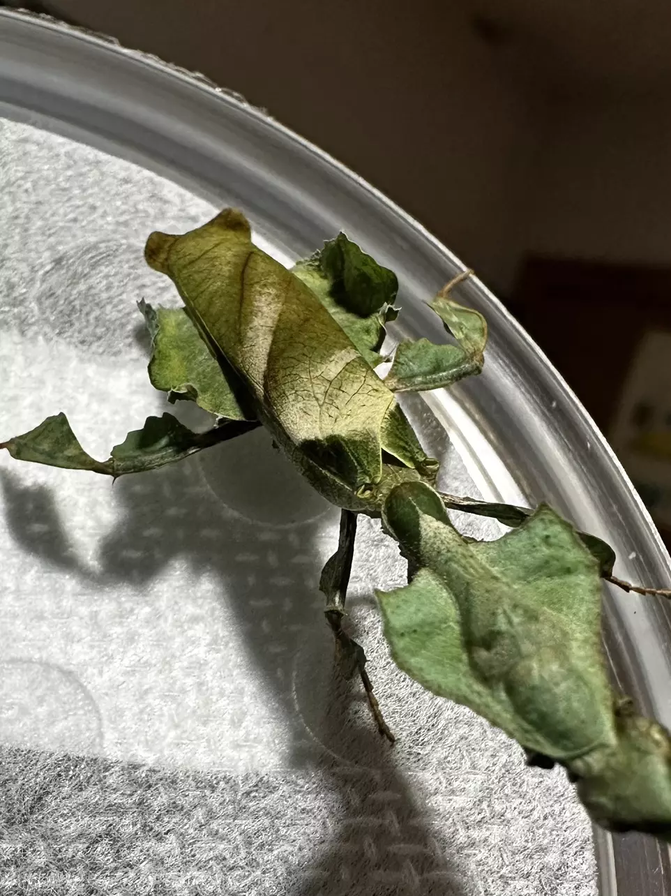 Sunday morn. oldies! Orchids and more! MANTIS ONLY