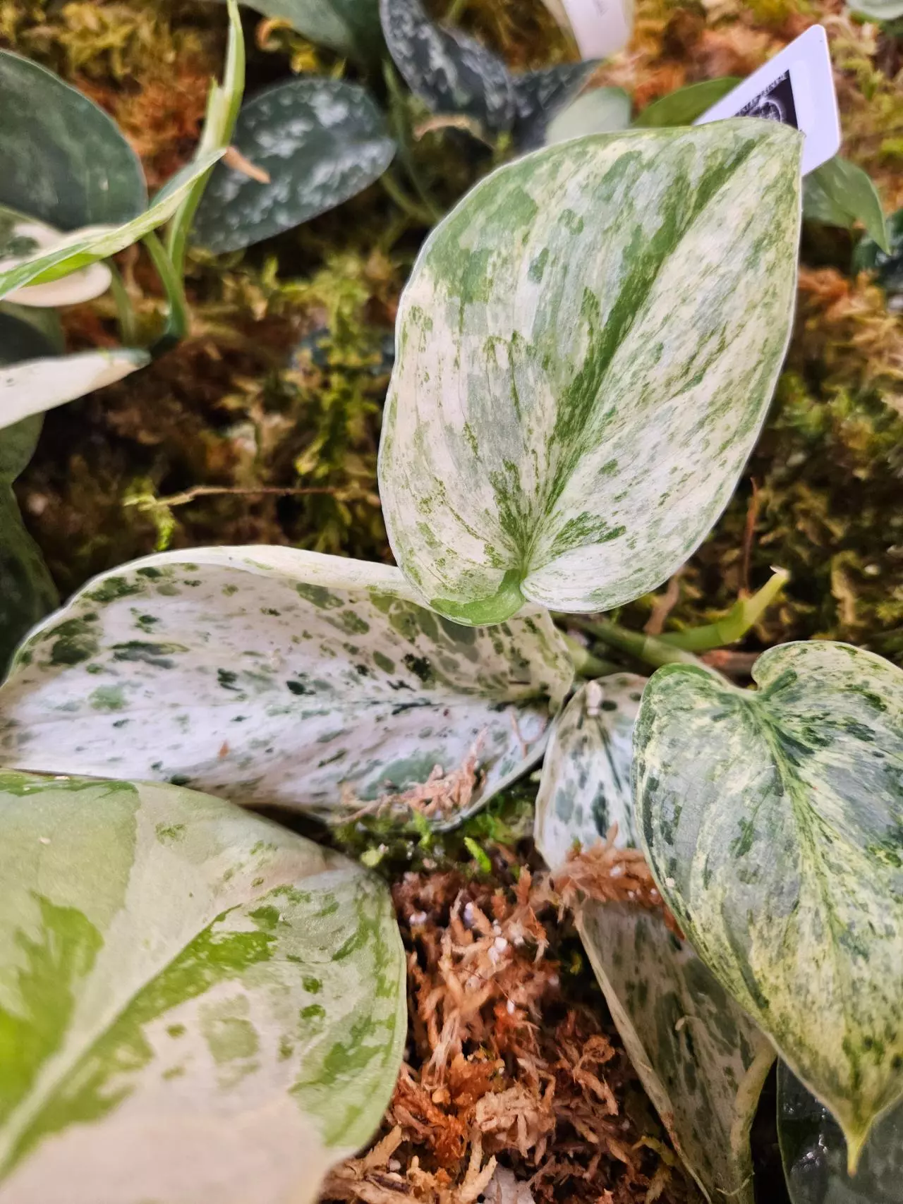 Lets get to 100 for a givvy! 💚