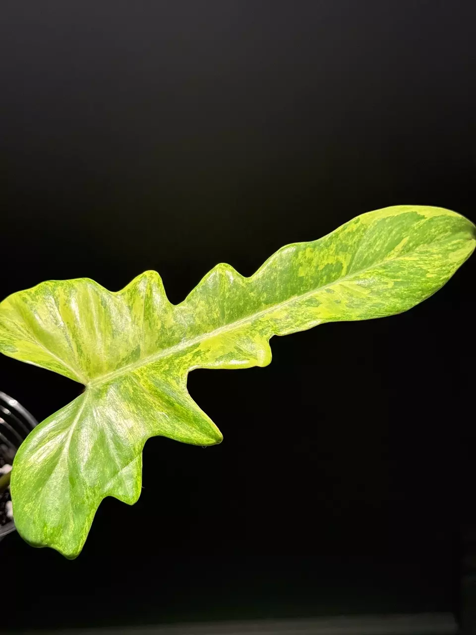 MORNING pop-up Live - Power Hour