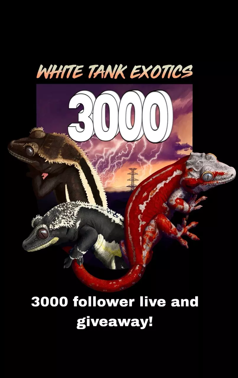 3000 Follower live and giveaway!