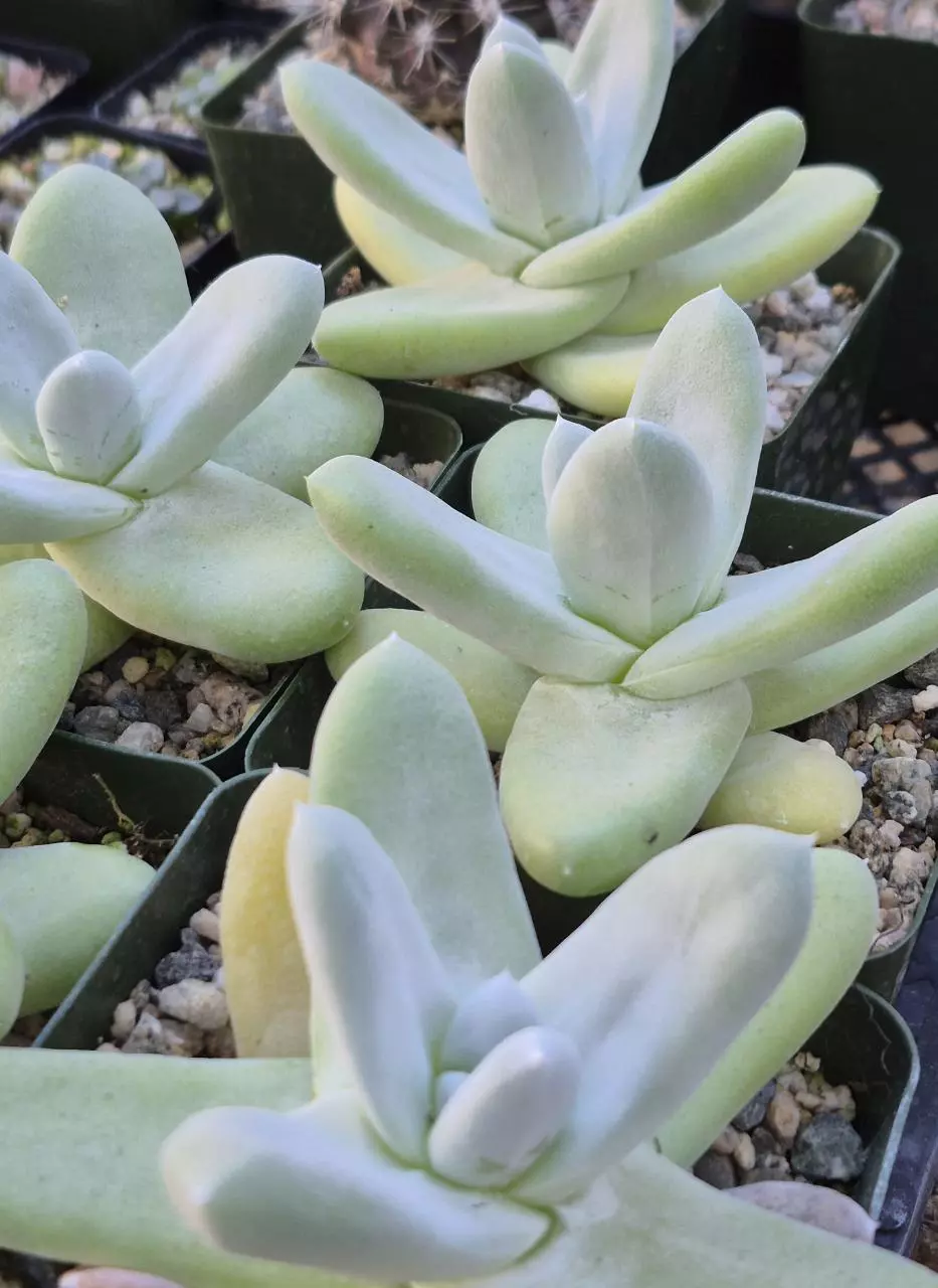 Night Market in the greenhouse! 🌙🐸