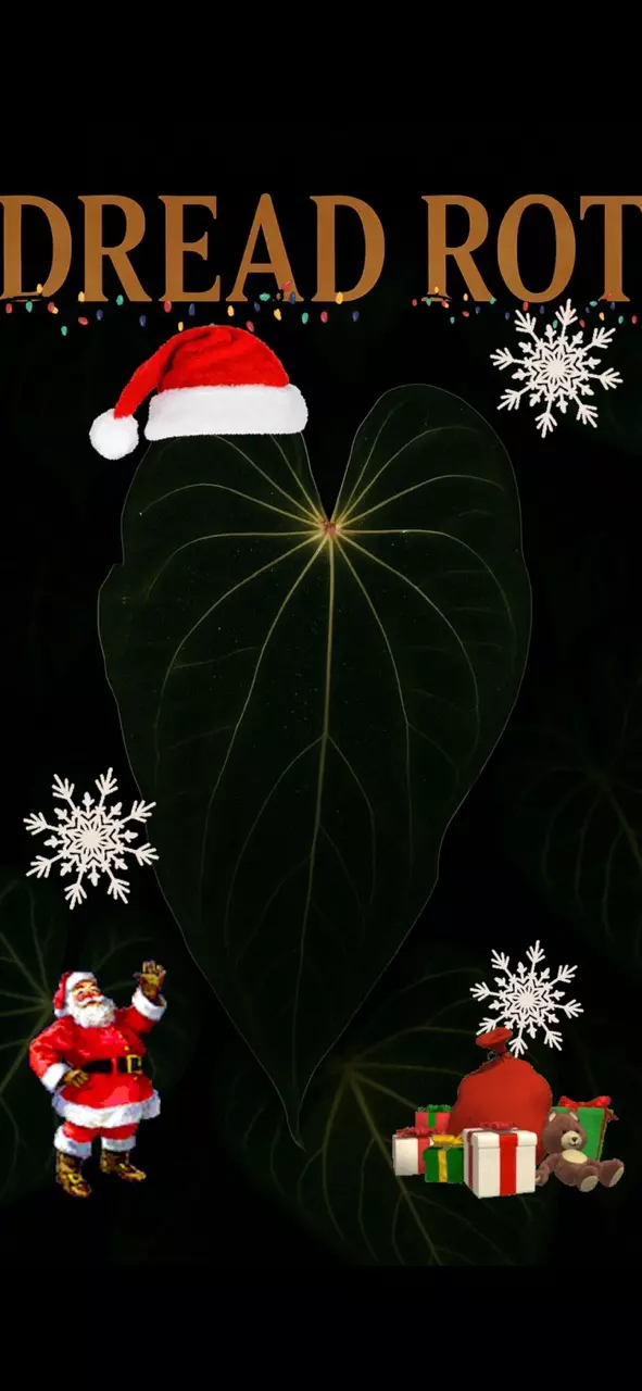 ❄️CHRISTMAS BLOW OUT ❄️