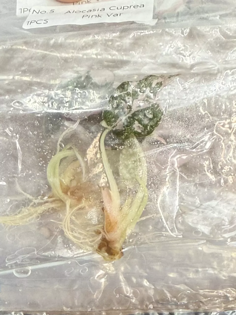 Sale during the sale !