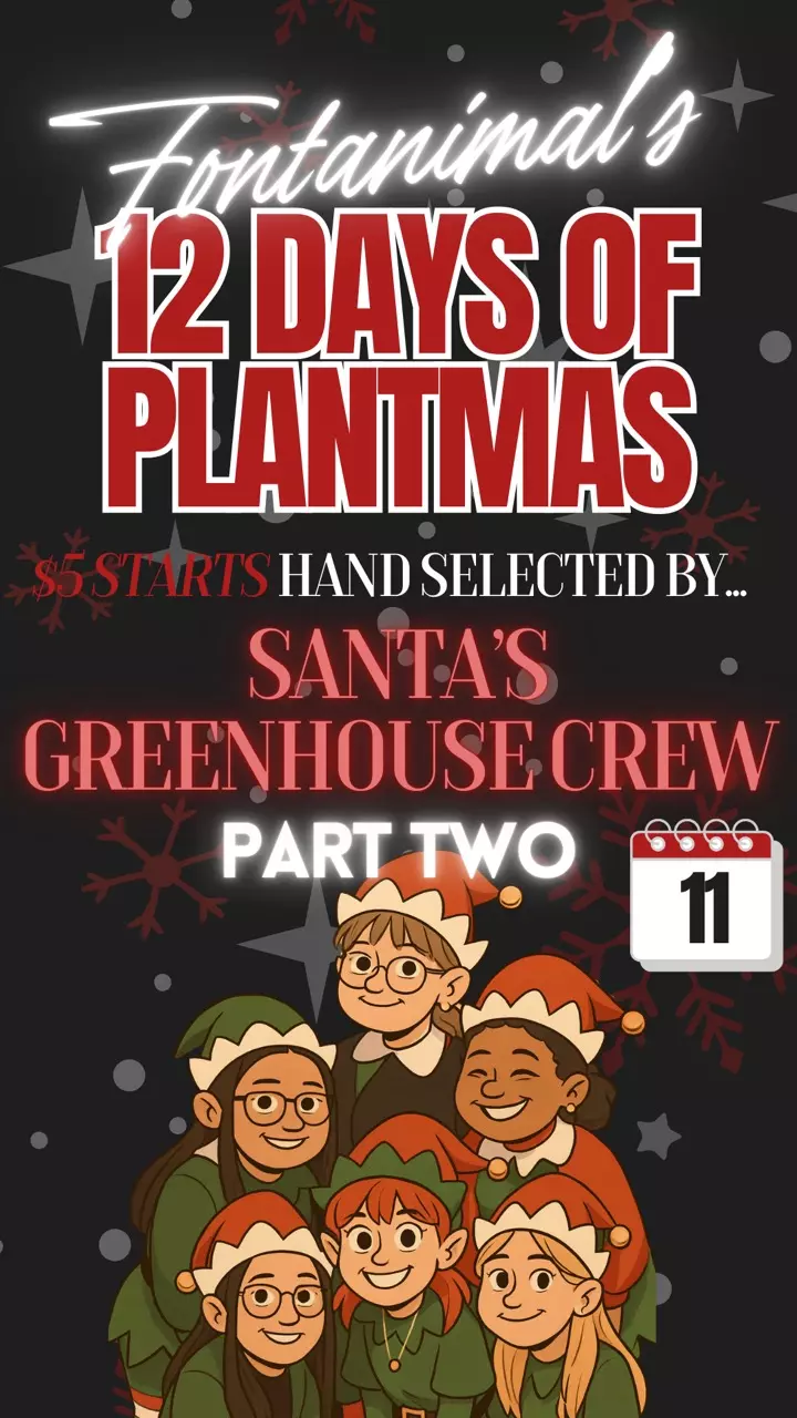 ♥️DAY 11 LIVE WITH SANTAS GREENHOUSE CREW🎄12 DAYS OF PLANTMAS