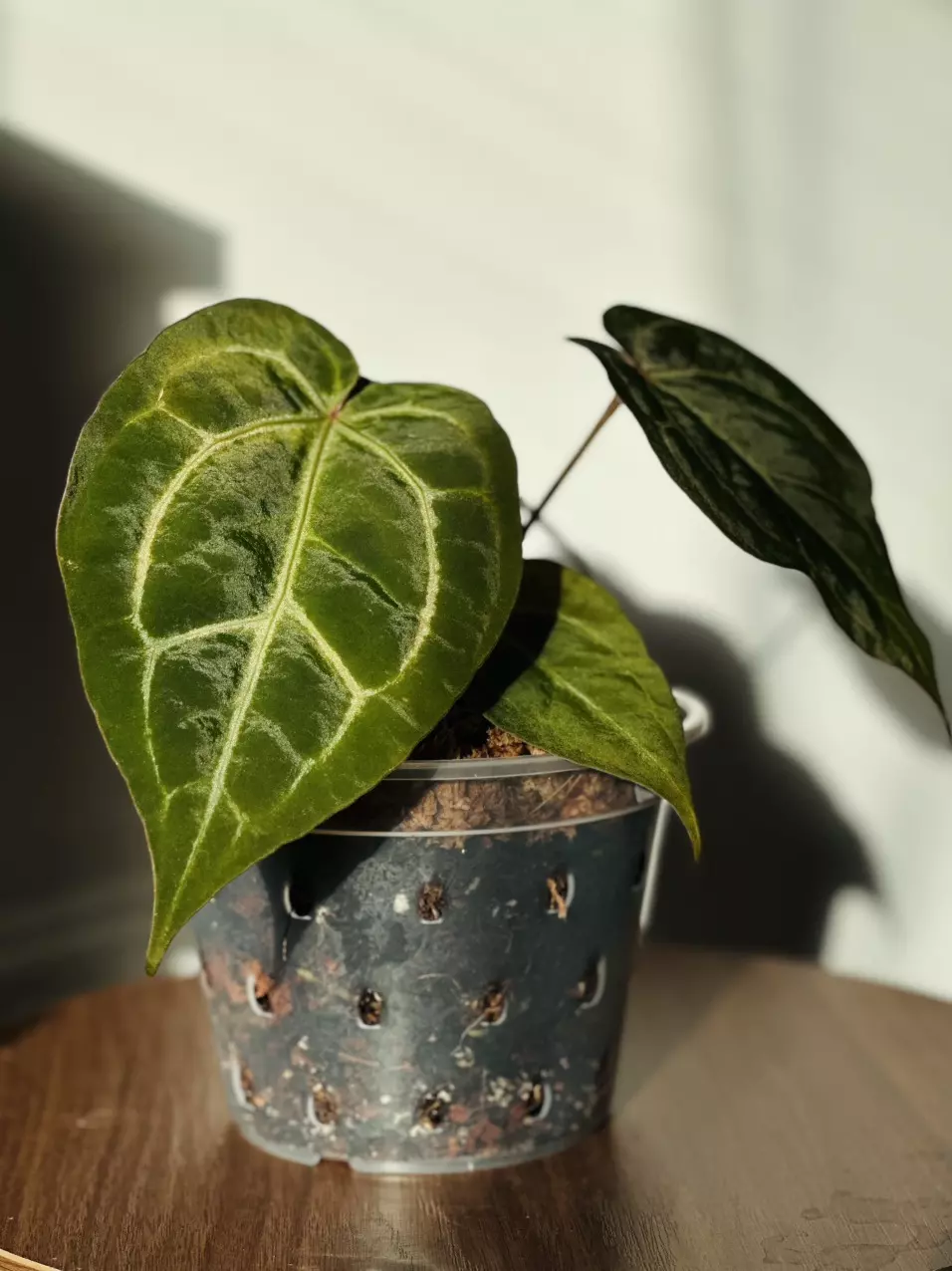 Plant unboxing & Anthuriums Sale!