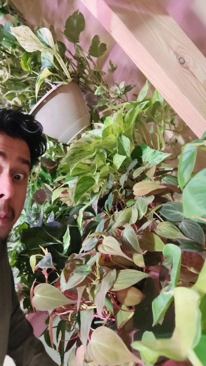 Plants and pot ready for Christmas