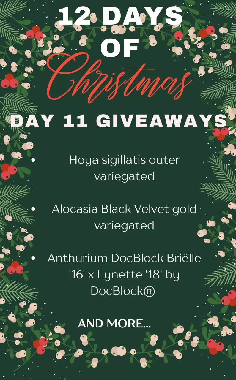 Rare Plant Fairy’s 12 Days of Christmas — Day 11 🎄