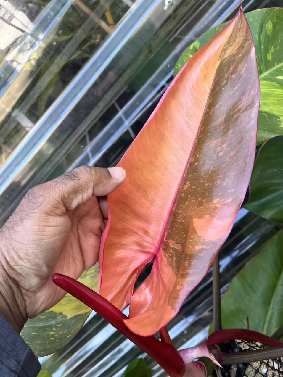 YEAR END CLEARANCE SALE! RARE PLANT GIVE AWAY @EVERY HALF HR