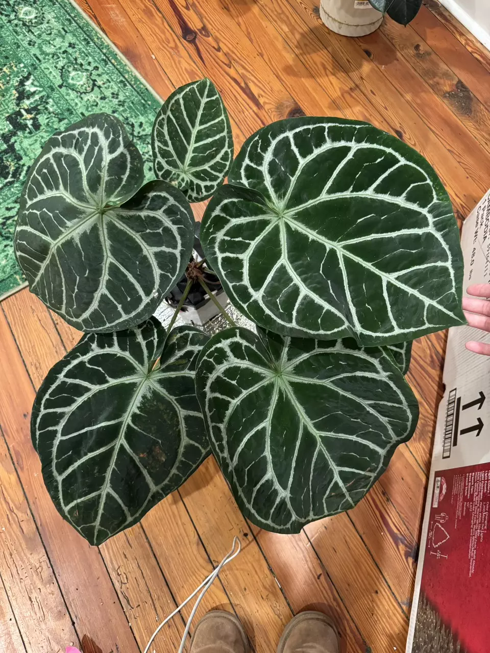 D-1 Christmas Live Show