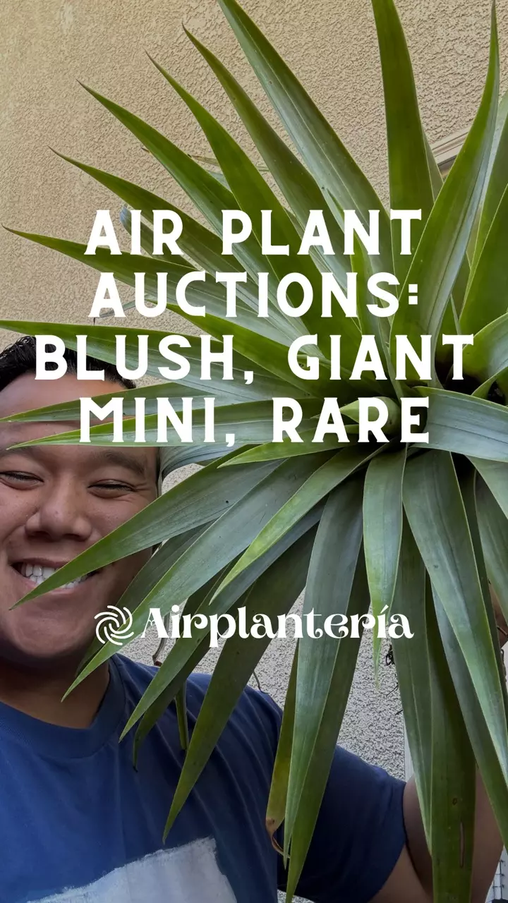RARE AIR: Rapid Auctions