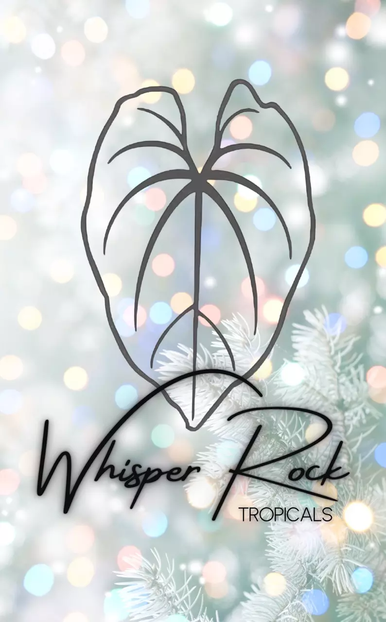 These anthurium have more glow than your Christmas lights 💅