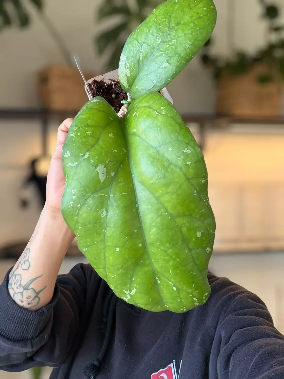 Hoya cuttings only! $5-$10 starts on all!