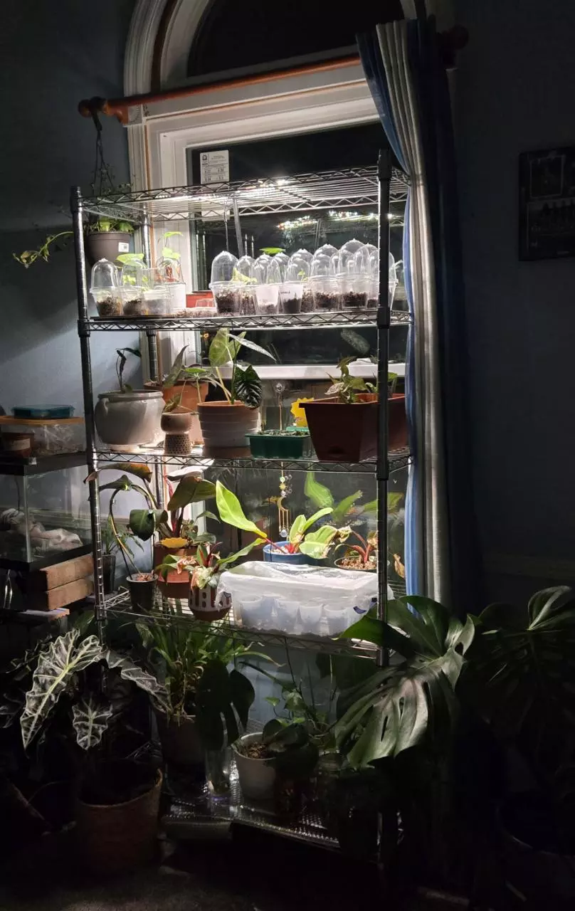 BOGOs and Lots of TC Starting at $2 *ASMR*