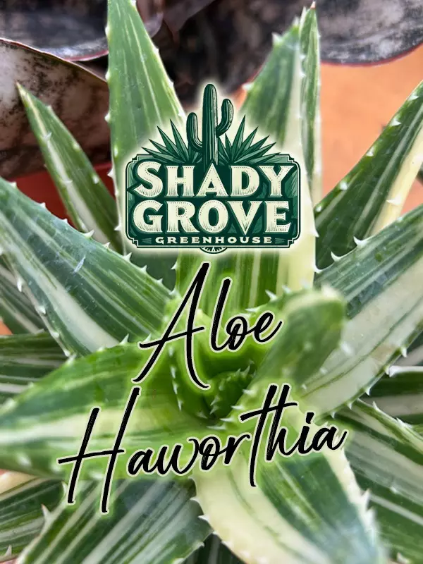 Aloe, Haworthia, Gasteria 💚Giveaways!