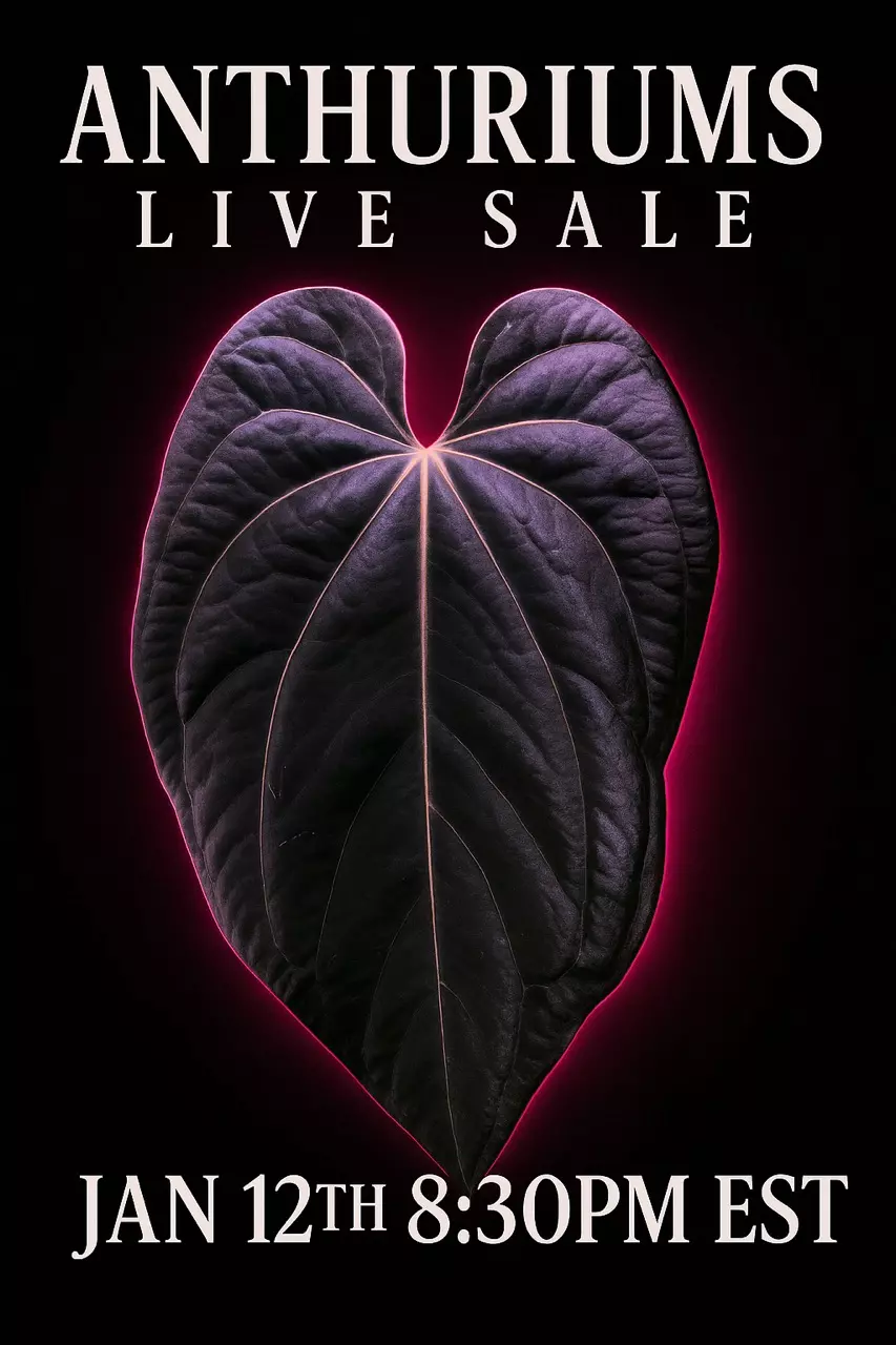 Kyleigh Rodgers Anthurium LIVE