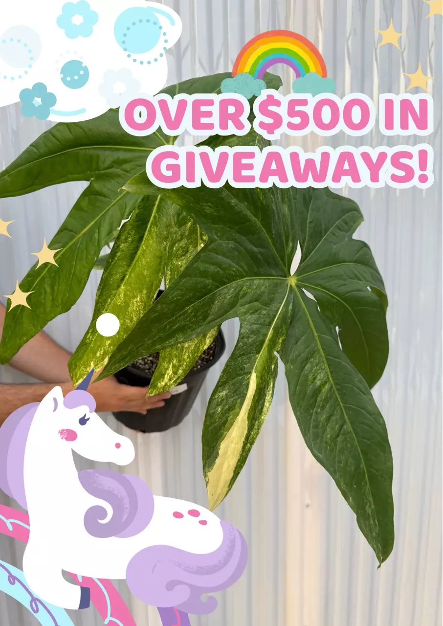 🦄UNICORN LIVE! WIN AN 8” VAR.ANTHURIUM PEDATORADIATUM & MORE