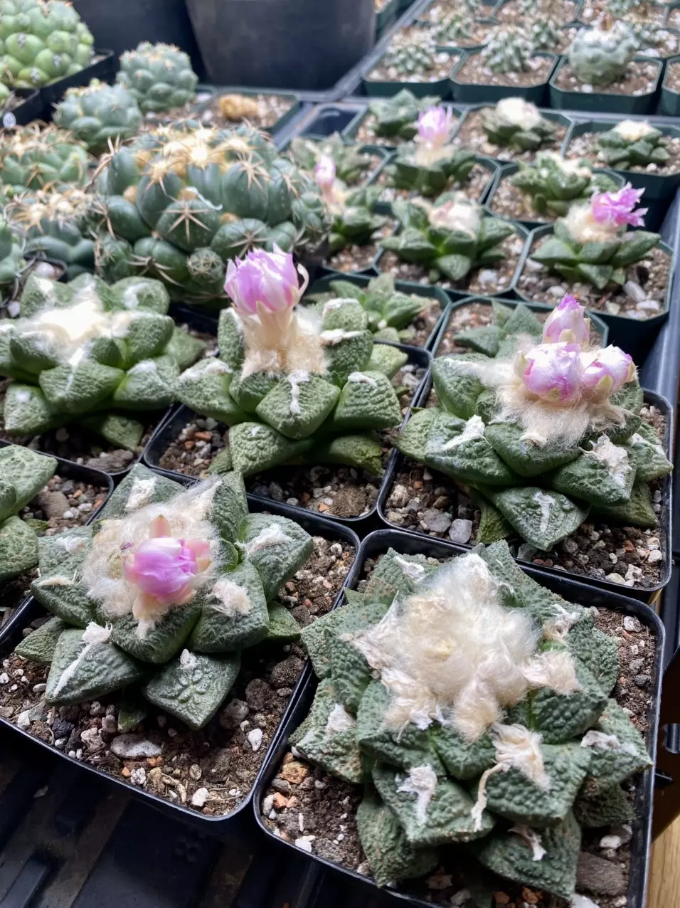 Ariocarpus, Astrophytum, Pottery & More More More