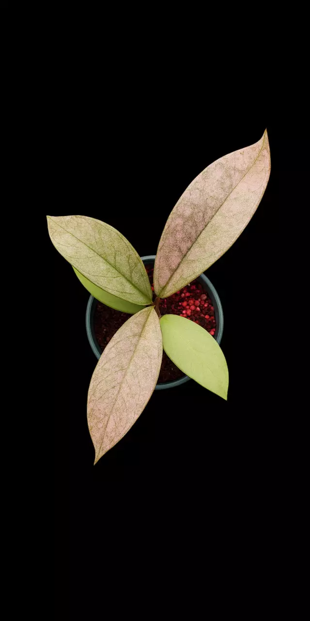 Deck the halls with Hoyas! - spoil yourself this Christmas🌲